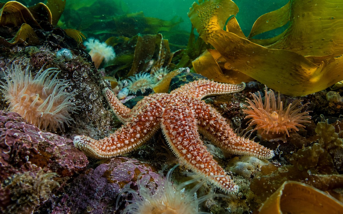 Холодноводные животные на дне Белого моря