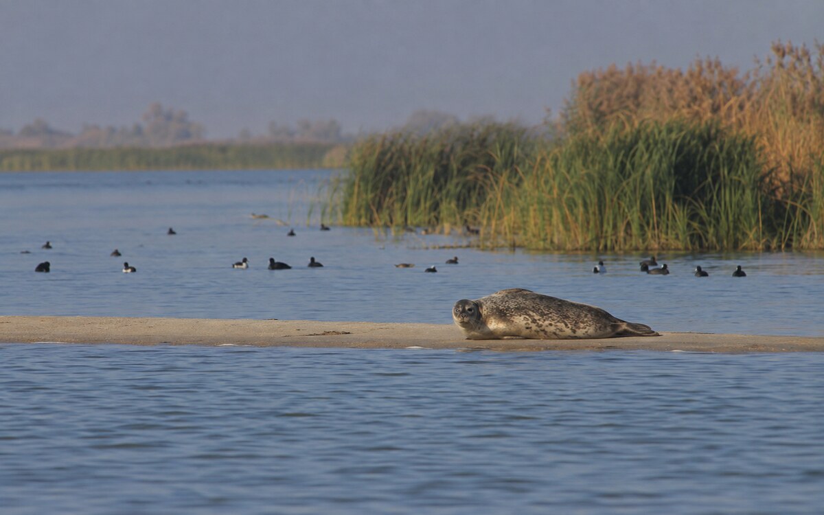 Каспийский тюлень на песчаной отмели среди водно-болотных угодий