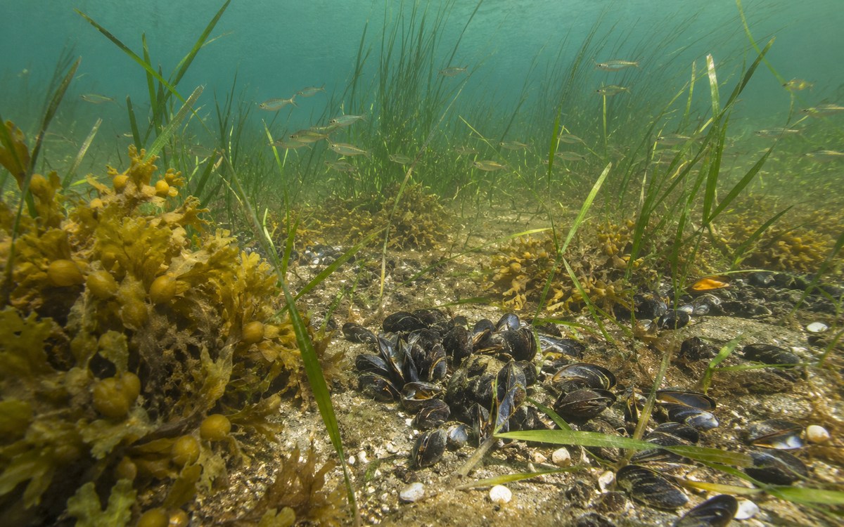 Фукус, морская трава и мидии в солоноватой воде Балтики